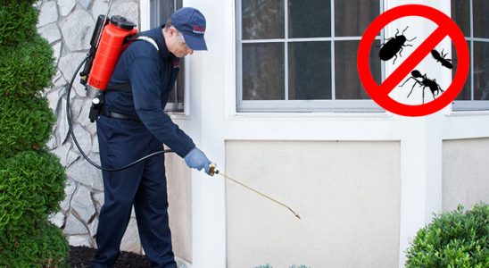 Çüngüş Bit İlaçlama böcek ilaçlama ve haşere kontrolü — ilaclama-tr.com